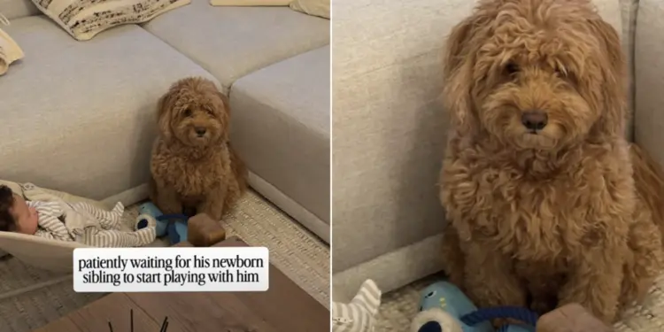 Dog Looks at Newborn, Then at Owner Like ‘When Does This Tiny Human Start Playing?’