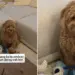 Dog Looks at Newborn, Then at Owner Like ‘When Does This Tiny Human Start Playing?’