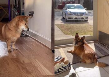 What a House Full of Adopted Dogs No One Wanted Looks Like Once They’re Chosen