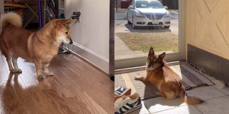 What a House Full of Adopted Dogs No One Wanted Looks Like Once They’re Chosen