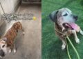 Senior Shelter Dog Proves His Bright Spirit Is Too Big for Kennel Walls but Not a Home
