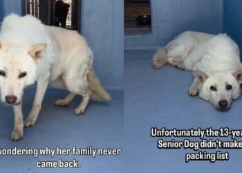 Senior Shelter Dog Gives Family 13 Loyal Years, Only for Her To End up Alone in a Kennel