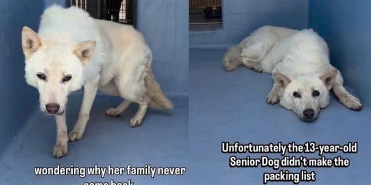Senior Shelter Dog Gives Family 13 Loyal Years, Only for Her To End up Alone in a Kennel
