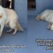 Senior Shelter Dog Gives Family 13 Loyal Years, Only for Her To End up Alone in a Kennel