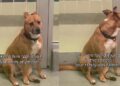 Found Injured on the Street, Shelter Dog Had a Family Once, but They Didn’t Want Him Back