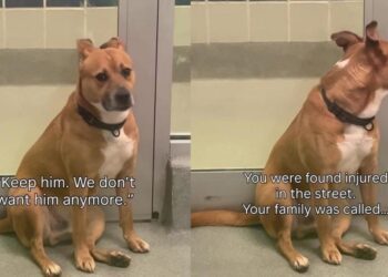Found Injured on the Street, Shelter Dog Had a Family Once, but They Didn’t Want Him Back