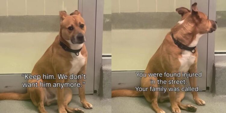 Found Injured on the Street, Shelter Dog Had a Family Once, but They Didn’t Want Him Back