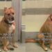 Found Injured on the Street, Shelter Dog Had a Family Once, but They Didn’t Want Him Back