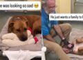 Shelter Dog Looks Completely Broken Until One Gesture From Human Changes Everything