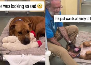 Shelter Dog Looks Completely Broken Until One Gesture From Human Changes Everything