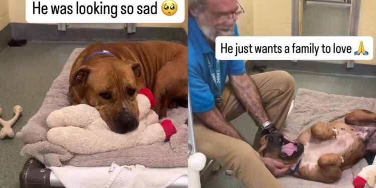 Shelter Dog Looks Completely Broken Until One Gesture From Human Changes Everything