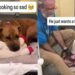 Shelter Dog Looks Completely Broken Until One Gesture From Human Changes Everything