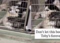 Shelter Dog Adjusts to Life in a Tiny Kennel, but That Doesn’t Make It the Forever He Deserves