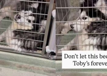 Shelter Dog Adjusts to Life in a Tiny Kennel, but That Doesn’t Make It the Forever He Deserves