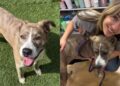 Human Rescues Shelter Dog, Only for a Cruel Twist To Change Everything