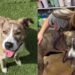 Human Rescues Shelter Dog, Only for a Cruel Twist To Change Everything