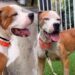Shelter Dog Was ‘Discarded Like Trash’ Until a Human Saw Him for What He’s Worth