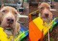 ‘Starved’ Shelter Dog Arrived With Ribs Showing, But Is Finally Ready To Let Go of Her Past