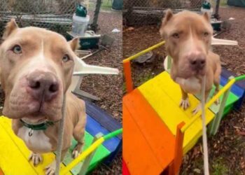 ‘Starved’ Shelter Dog Arrived With Ribs Showing, But Is Finally Ready To Let Go of Her Past