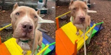 ‘Starved’ Shelter Dog Arrived With Ribs Showing, But Is Finally Ready To Let Go of Her Past