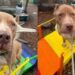 ‘Starved’ Shelter Dog Arrived With Ribs Showing, But Is Finally Ready To Let Go of Her Past