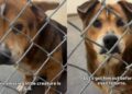 Shelter Dog Is ‘36 Pounds of Cuteness,’ Yet Faces the Unthinkable Over Something He Can’t Control