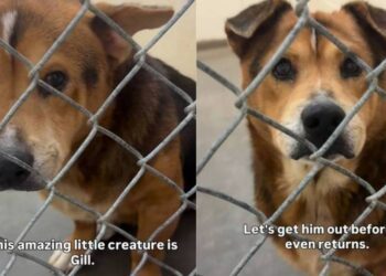 Shelter Dog Is ‘36 Pounds of Cuteness,’ Yet Faces the Unthinkable Over Something He Can’t Control
