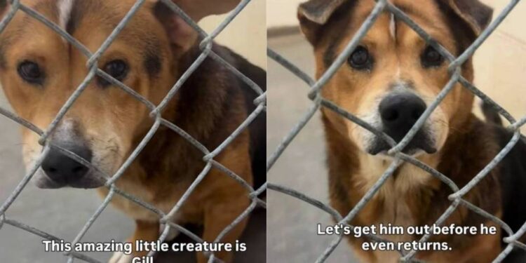 Shelter Dog Is ‘36 Pounds of Cuteness,’ Yet Faces the Unthinkable Over Something He Can’t Control