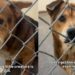 Shelter Dog Is ‘36 Pounds of Cuteness,’ Yet Faces the Unthinkable Over Something He Can’t Control
