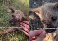 Human Becomes the Reason Tiny Rescue Puppy All Alone on the Roadside Lives To See Another Day