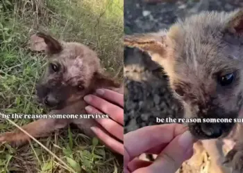 Human Becomes the Reason Tiny Rescue Puppy All Alone on the Roadside Lives To See Another Day