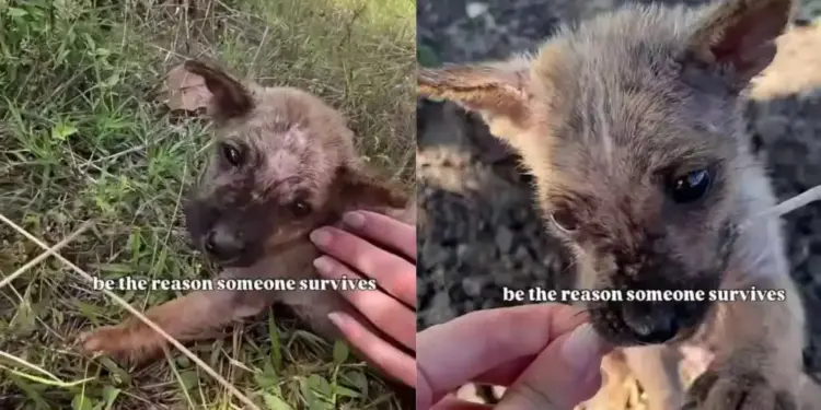 Human Becomes the Reason Tiny Rescue Puppy All Alone on the Roadside Lives To See Another Day