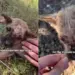 Human Becomes the Reason Tiny Rescue Puppy All Alone on the Roadside Lives To See Another Day