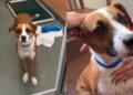 Shelter Dog Returned for Being Too ‘Energetic & Affectionate’ Desperately Waits for His Rightful Home