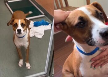 Shelter Dog Returned for Being Too ‘Energetic & Affectionate’ Desperately Waits for His Rightful Home