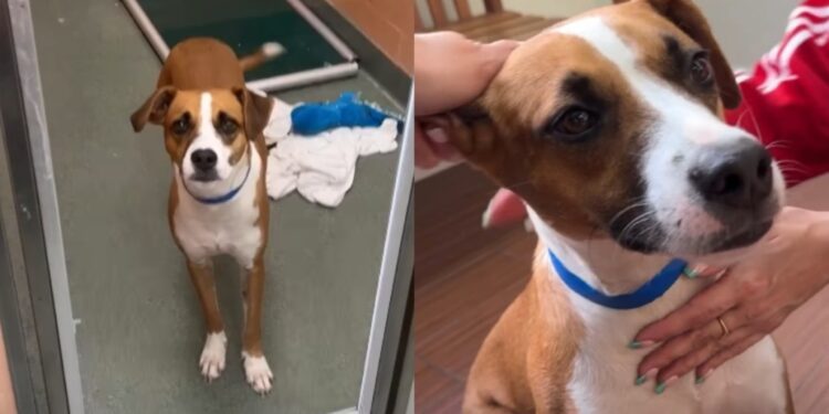 Shelter Dog Returned for Being Too ‘Energetic & Affectionate’ Desperately Waits for His Rightful Home
