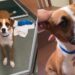 Shelter Dog Returned for Being Too ‘Energetic & Affectionate’ Desperately Waits for His Rightful Home