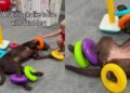 Dog Is ‘Fully Committed’ To Living the Toddler Life & Their Playtime Is Proof Enough
