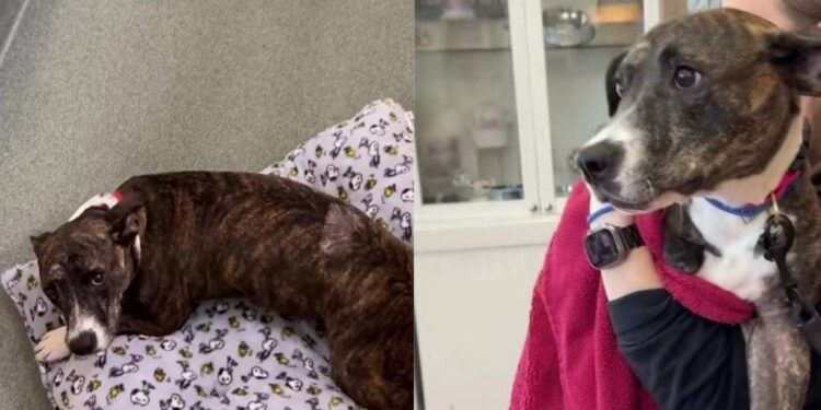 Tripod Shelter Dog Waited for a Second Chance & a Community Made Sure She Got One