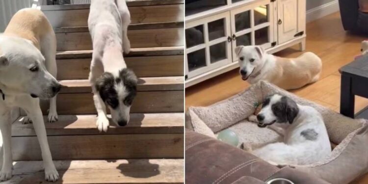 ‘Neglected’ Rescue Dogs Find Comfort in Each Other Because Everybody Needs a Good Friend