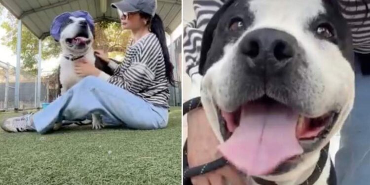Surrendered Shelter Dog Briefly Finds Happiness, Unaware That His Clock Is Ticking
