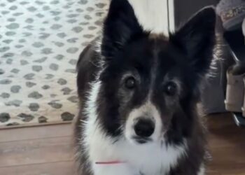 Senior Rescue Dog Watches Human Head for the Door, Afraid They’re Leaving Her Behind Again