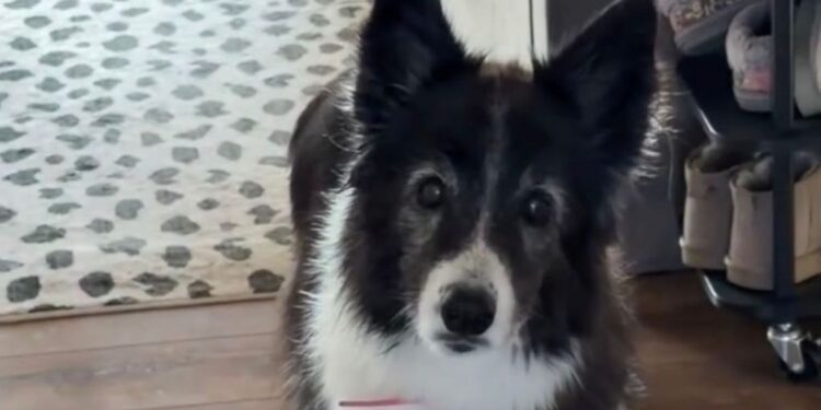 Senior Rescue Dog Watches Human Head for the Door, Afraid They’re Leaving Her Behind Again