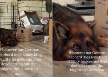 Dog’s Post-Crime Routine Suggests Being Naughty Is Extremely Exhausting Work
