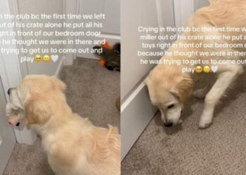 Golden Retriever Finds Comfort in Toys To Feel Less Alone When Humans Do This for the First Time