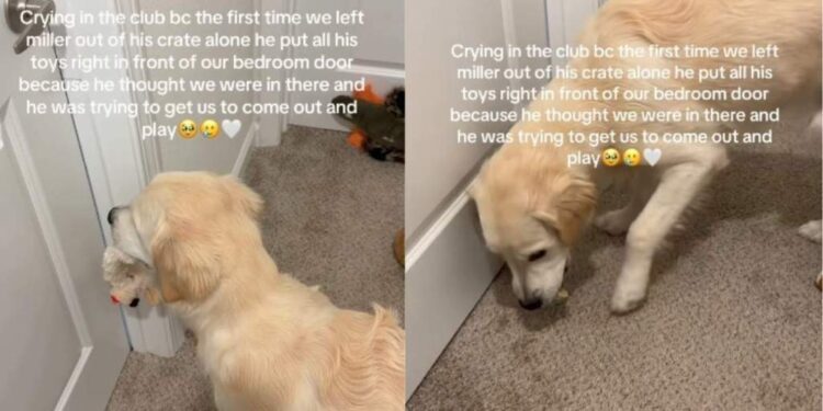 Golden Retriever Finds Comfort in Toys To Feel Less Alone When Humans Do This for the First Time