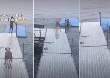 Boy Refuses to Leave His Best Buddy Behind & It’s Easy to See Why