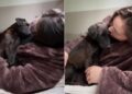 Rescue Pup Climbs Into Mom’s Arms Like She’s Finally Found the Home She Always Deserved