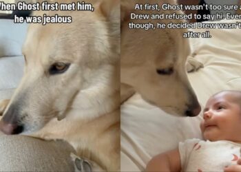 Dog Was Unsure About Baby Until He Realized It Wasn’t So Bad & Jealousy Turned Into Love