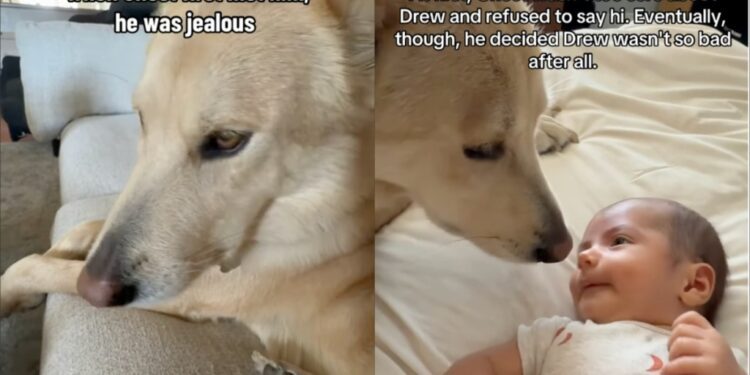 Dog Was Unsure About Baby Until He Realized It Wasn’t So Bad & Jealousy Turned Into Love